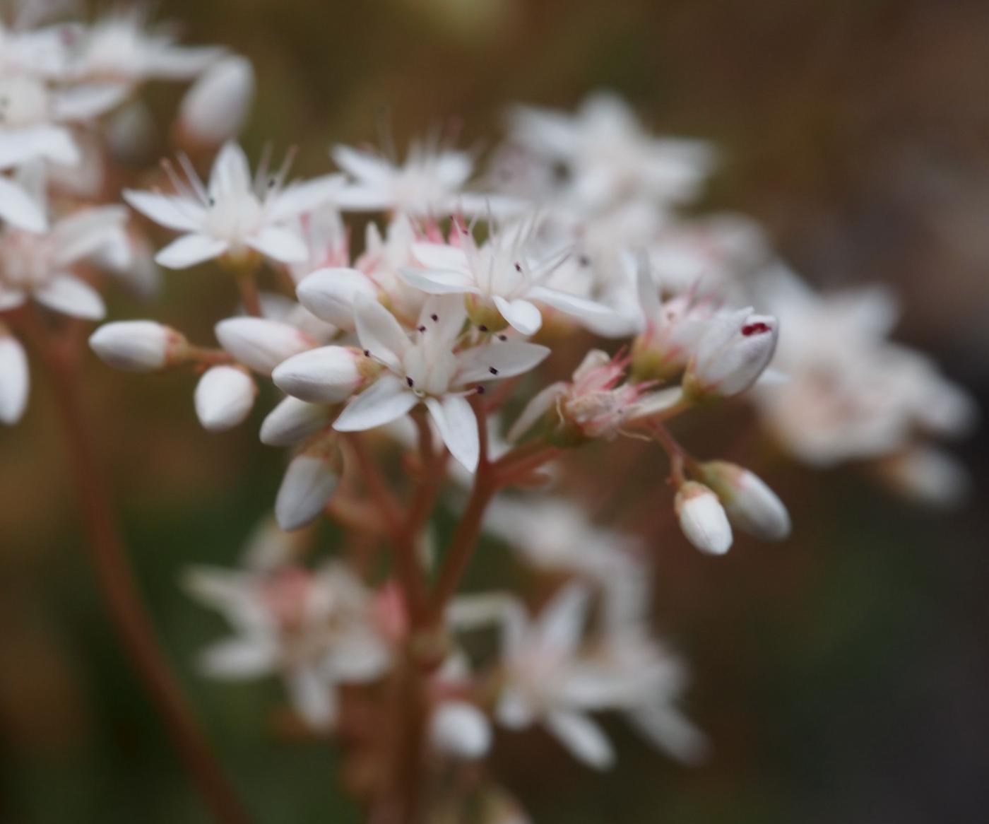 Stonecrop, White flower